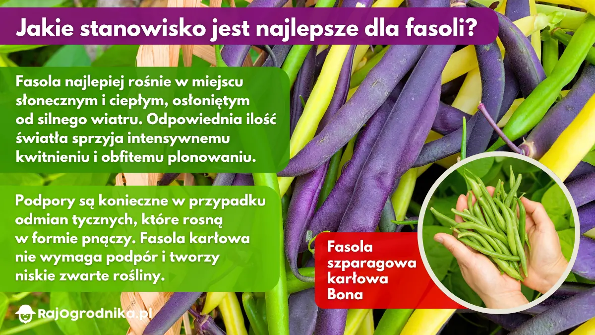 Jakie stanowisko jest najlepsze dla fasoli blog sklep rajogrodnika